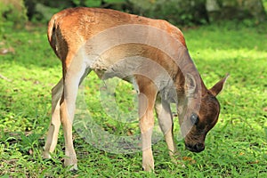 Wildlife, deer, fauna, grass, white, tailed, grazing, terrestrial, animal, impala, pasture, grassland, snout, antelope, organism,