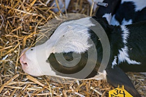 Baby Cows at a Dairy Farm in Central Pennsylvania