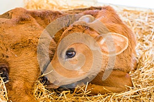 Baby Cows at a Dairy Farm in Central Pennsylvania