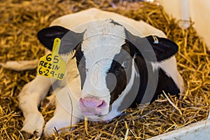 Baby Cows at a Dairy Farm in Central Pennsylvania