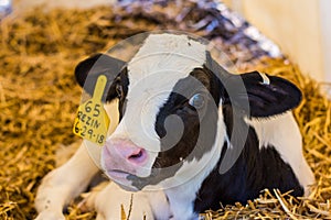 Baby Cows at a Dairy Farm in Central Pennsylvania