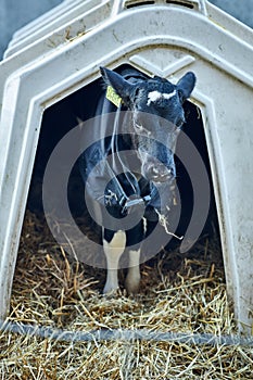 Baby Cows at a Dairy Farm in Denmark