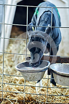 Baby Cows at a Dairy Farm in Denmark