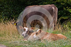 Baby cows on a mountain pasture looking at the camera