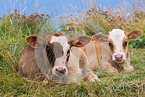 Baby cows on a mountain pasture looking at the camera