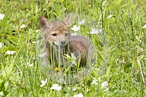 Baby coyote playing in a field