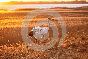 Baby cranes in the reeds against the light.