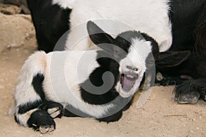 Baby crazy goat with open mouth