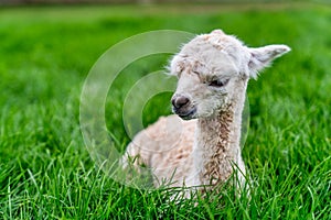 A Baby Crea Alpaca in Oregon