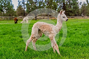 A Baby Crea Alpaca in Oregon