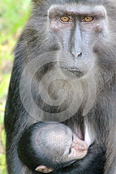 Baby Crested black macaque monkey