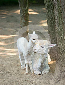 Baby Cria alpaca with its mother standing beside