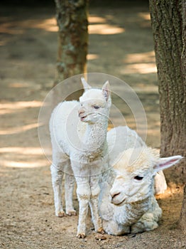 Baby Cria alpaca with its mother standing beside