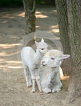 Baby Cria alpaca with its mother standing beside photo