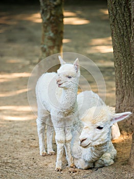 Baby Cria alpaca with its mother standing beside photo