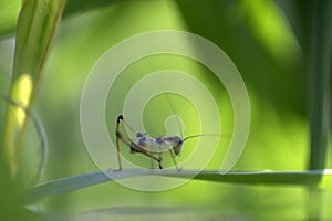 A baby cricket rest on the grass leaf