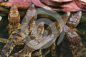 Baby Crocodile