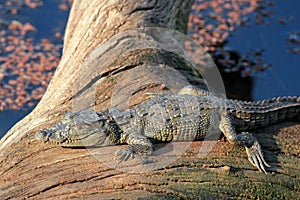 Baby Crocodile