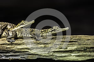 Crocodile