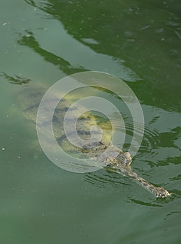 Baby Crocodile With Buldging Green Eyes