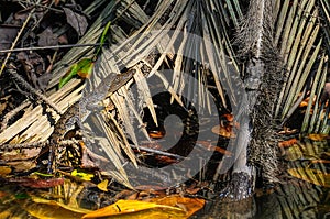 Baby crocodile in Daintree Rainforest, Australia