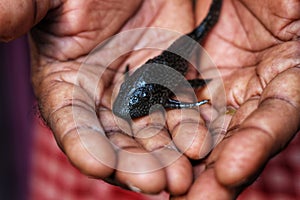 baby crocodile fish pleco catfish in hand in nice blur background Hypostomus plecostomus fish