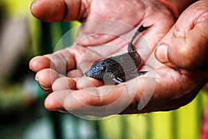 baby crocodile fish pleco catfish in hand in nice blur background Hypostomus plecostomus fish