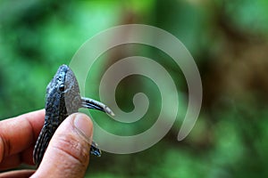 baby crocodile fish pleco catfish in hand in nice blur background Hypostomus plecostomus fish in nice blurred backgound wallpaper