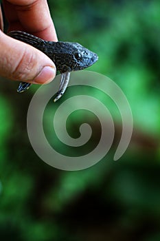 baby crocodile fish pleco catfish in hand in nice blur background Hypostomus plecostomus fish in nice blurred backgound wallpaper