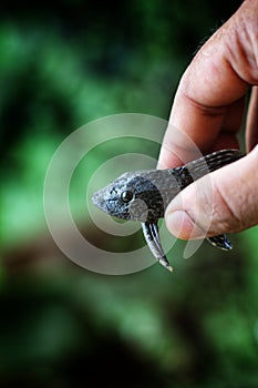 baby crocodile fish pleco catfish in hand in nice blur background Hypostomus plecostomus fish in nice blurred backgound wallpaper