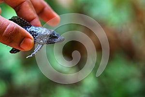 baby crocodile fish pleco catfish in hand in nice blur background Hypostomus plecostomus fish in nice blurred backgound wallpaper