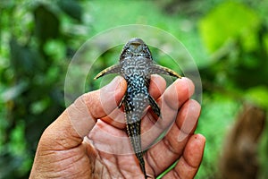 baby crocodile fish pleco catfish in hand in nice blur background Hypostomus plecostomus fish in nice blurred backgound wallpaper