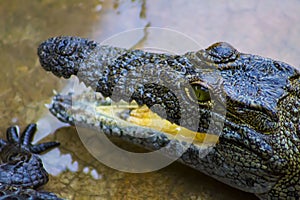 Baby Crocodile Head