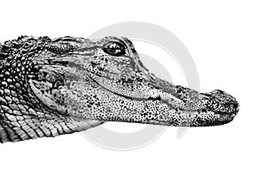 Baby crocodile isolated
