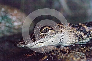 Baby Crocodile lizard known as Crocodylinae