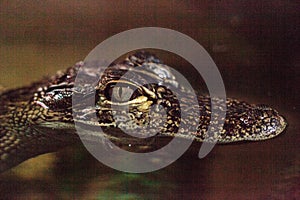 Baby Crocodile lizard known as Crocodylinae