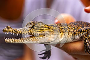 Baby crocodile from the mangroves in hand in Sri Lanka