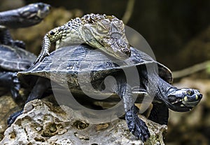 Baby-crocodile riding a tortoise