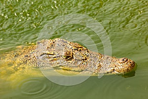 Baby crocodile swimming above water in the wild
