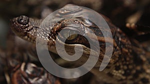 Baby Crocodiles - Close up of baby crocodile head