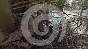 Baby crow is lying in the nest and hatching waiting for their mother for food 4K Stock Footage. New born crow / corvus on crow