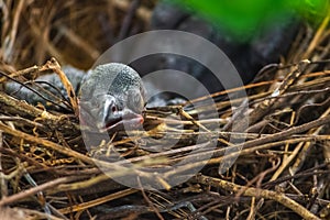 Baby crow is lying in the nest and hatching waiting for their mother for food. new born crow / corvus on crow nest top of the tree