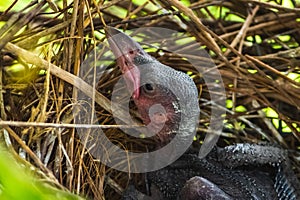 Baby crow is lying in the nest and hatching waiting for their mother for food. new born crow / corvus on crow nest top of the tree