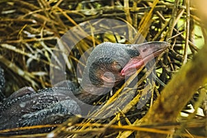 Baby crow is lying in the nest and hatching waiting for their mother for food. new born crow / corvus on crow nest top of the tree