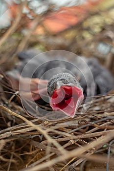 Baby crow is lying in the nest and hatching waiting for their mother for food. new born crow / corvus on crow nest top of the tree