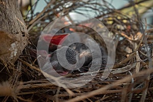 Baby crow is lying in the nest and hatching waiting for their mother for food. new born crow / corvus on crow nest top of the tree