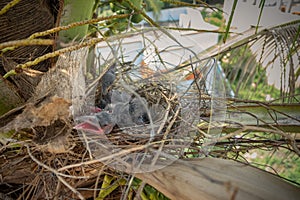 Baby crow is lying in the nest and hatching waiting for their mother for food. new born crow / corvus on crow nest top of the tree