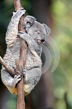 Baby Cube Koala - Joey