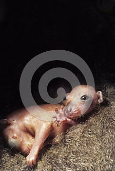 Baby Cuscus