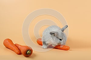 Baby cute brown easter bunny rabbit eatting carrots on orange background